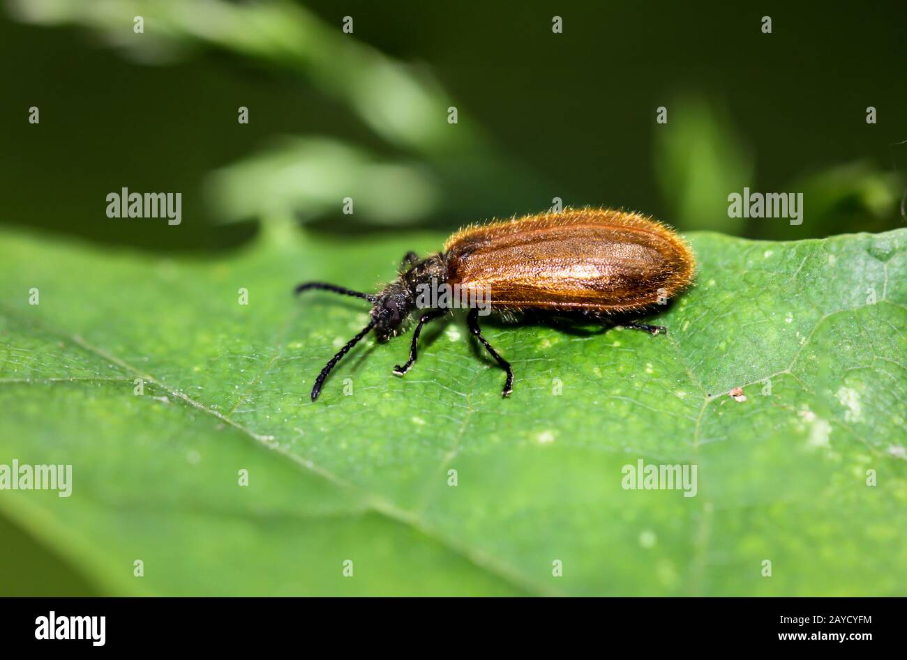 macro d'un coléoptère sur une plante Banque D'Images