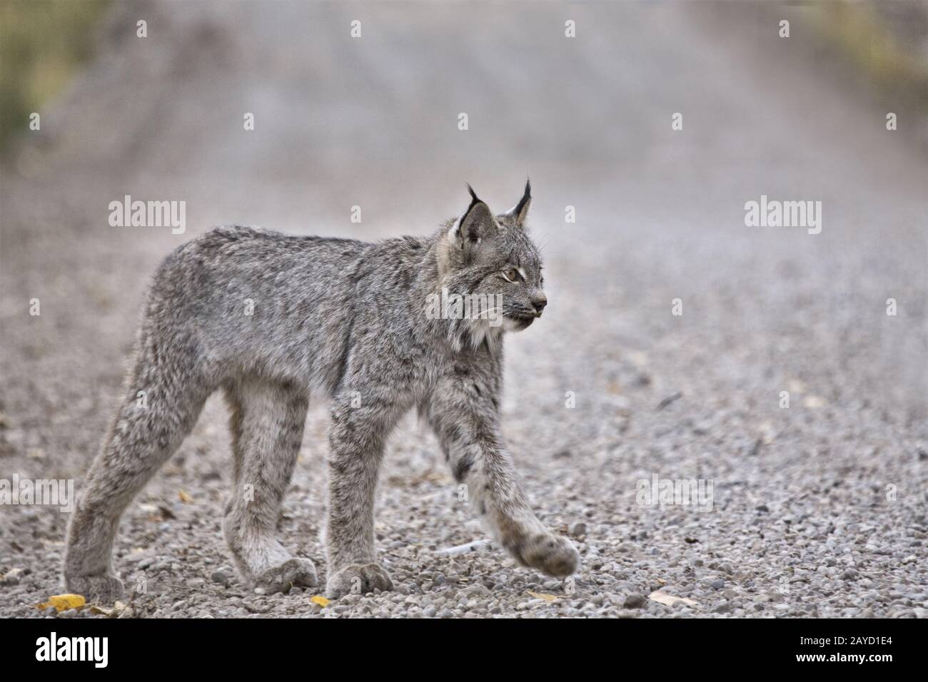 Rocky Mountain Lynx Banque D'Images
