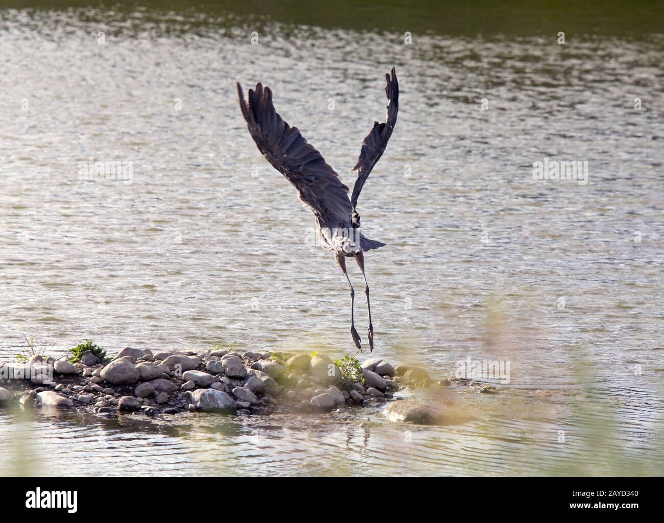 Blue Heron à Swamp décollage en vol Banque D'Images