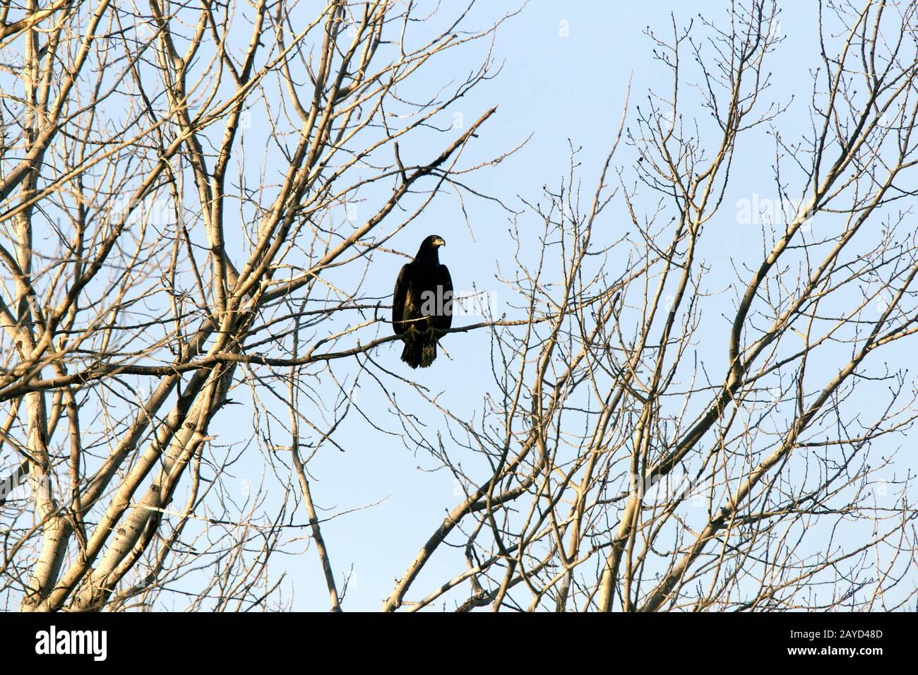 Pygargue à tête blanche dans la région de Tree Banque D'Images