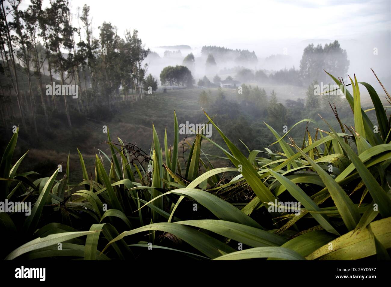 Plantes panoramiques Nouvelle-Zélande Banque D'Images