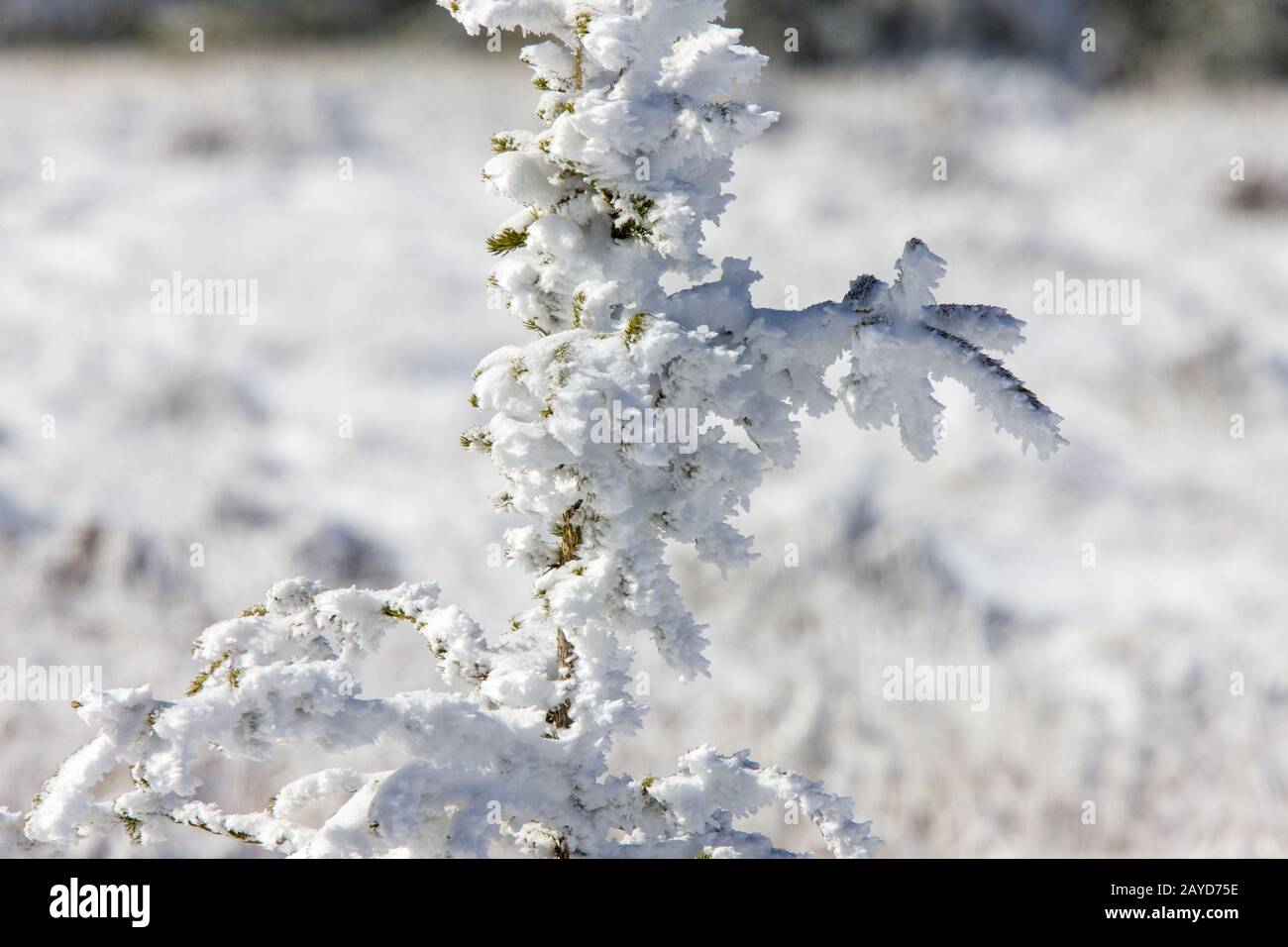 La première chute de neige de Cypress Hills Banque D'Images