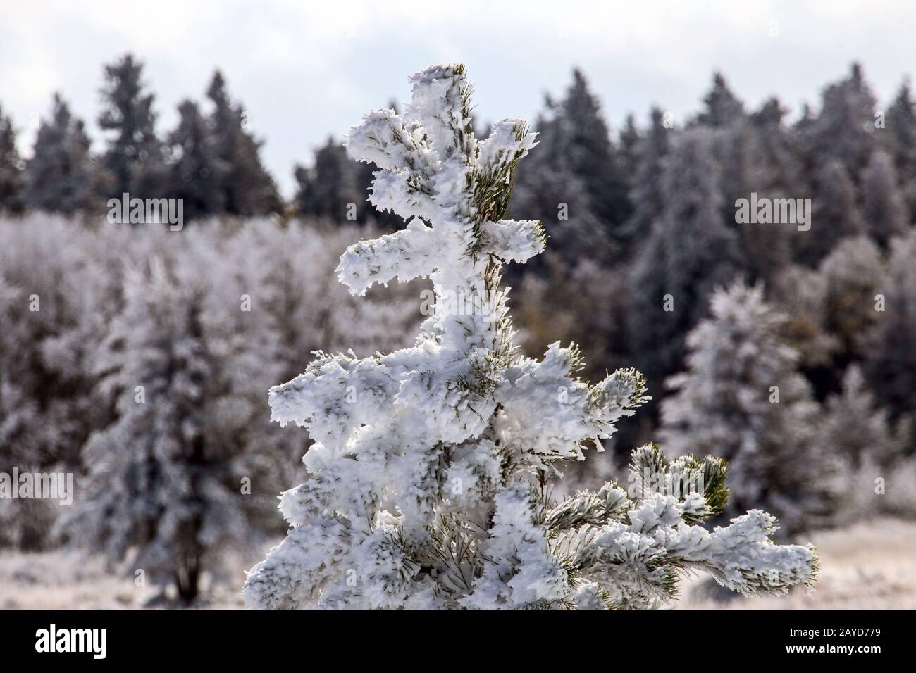 La première chute de neige de Cypress Hills Banque D'Images