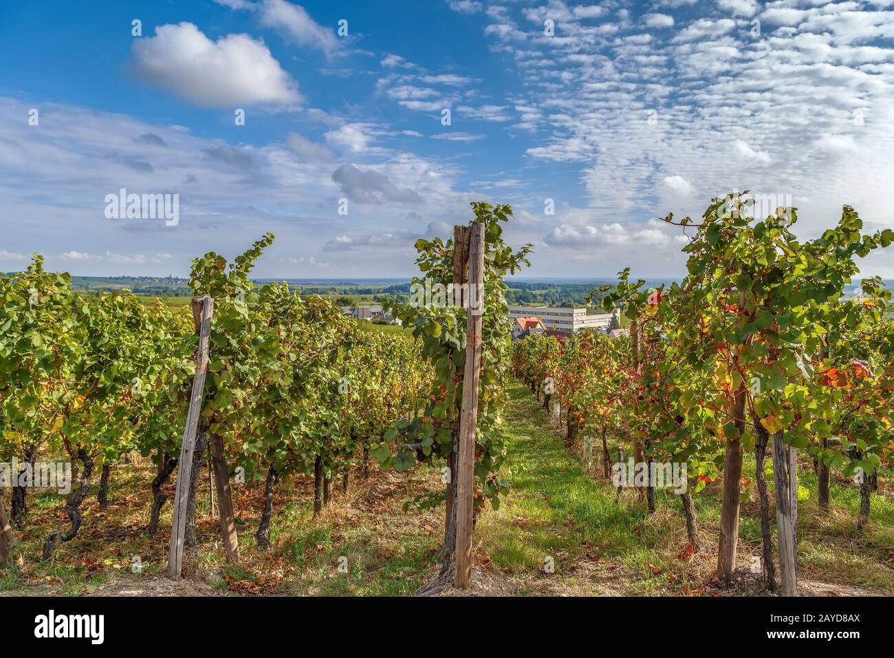 Vignoble en Alsace, France Banque D'Images