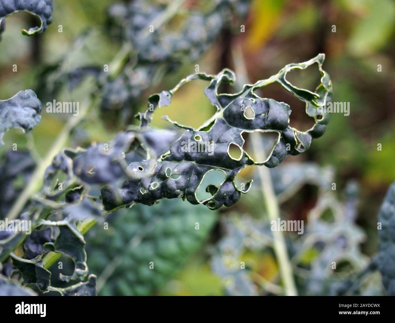Feuilles de chou frisé avec des trous Banque de photographies et d — free download