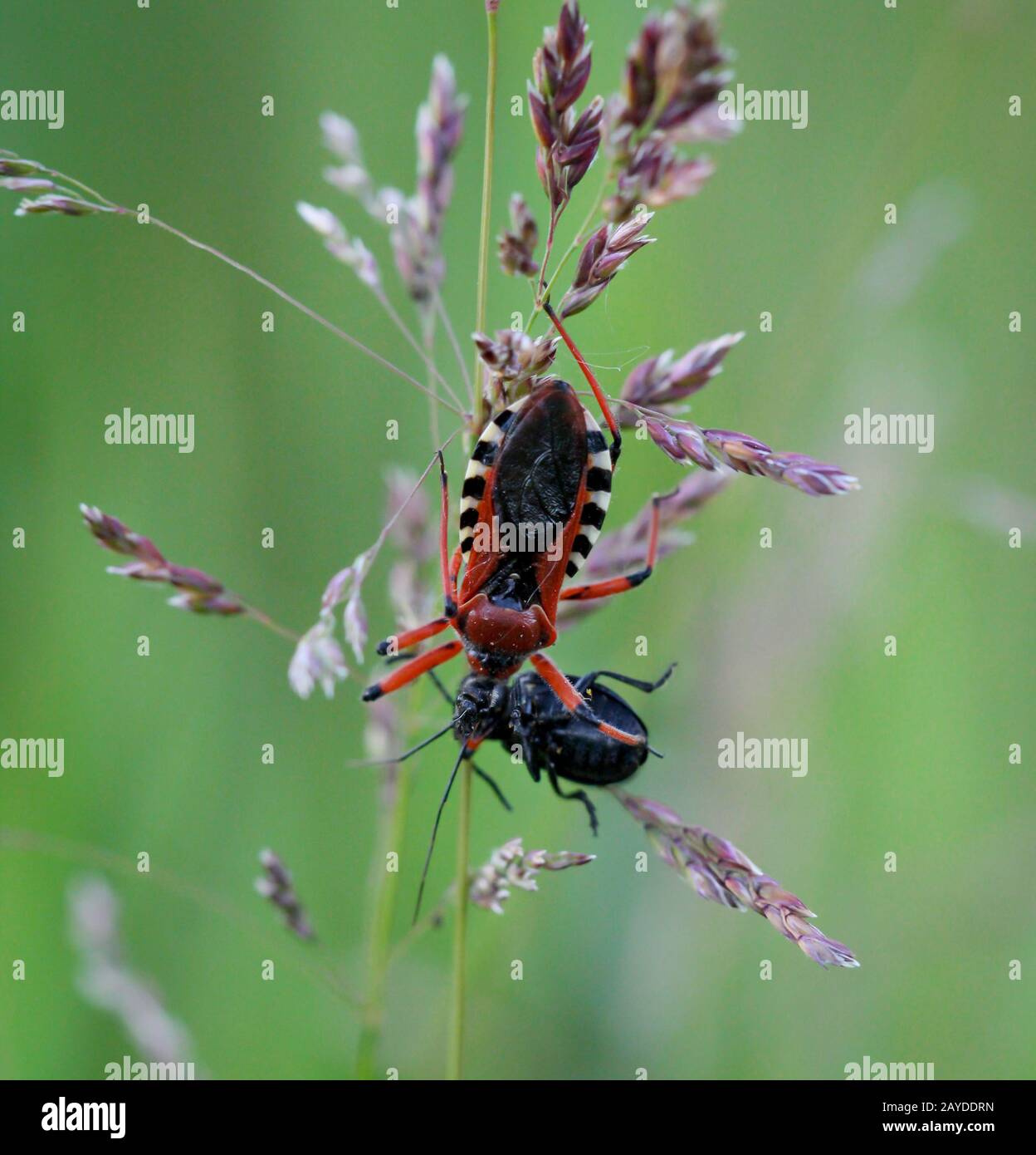 macro d'un bug sur une plante Banque D'Images