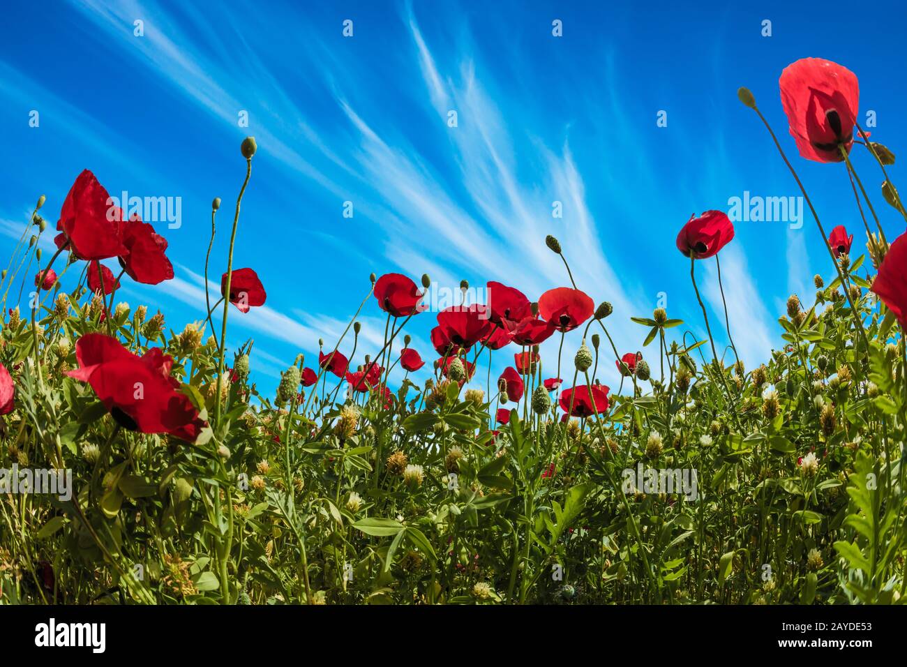 Des nuages adorables de cirrus dans le ciel bleu Banque D'Images