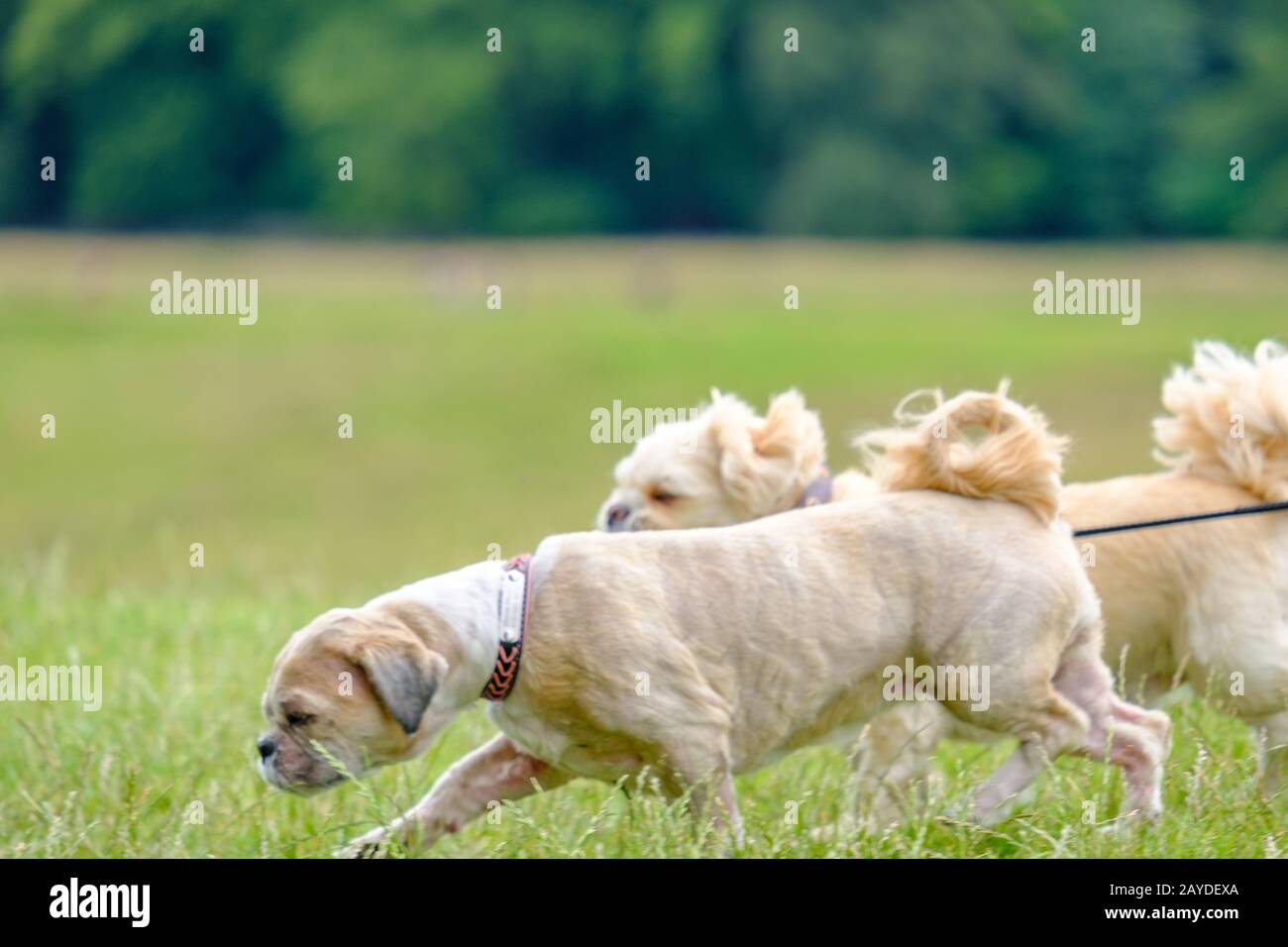 Deux charmants chiens en strappé vous emmènera à pied dans le parc Lyme, un parc naturel dans le Peak District, Royaume-Uni Banque D'Images
