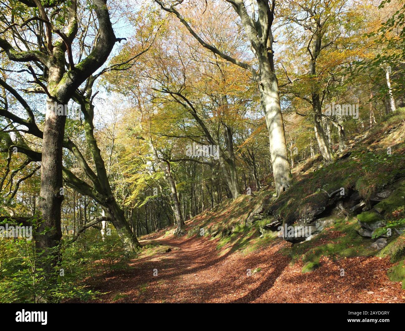 sentier ensoleillé en forêt d'automne avec feuilles d'orange et d'or contre un ciel bleu vif Banque D'Images