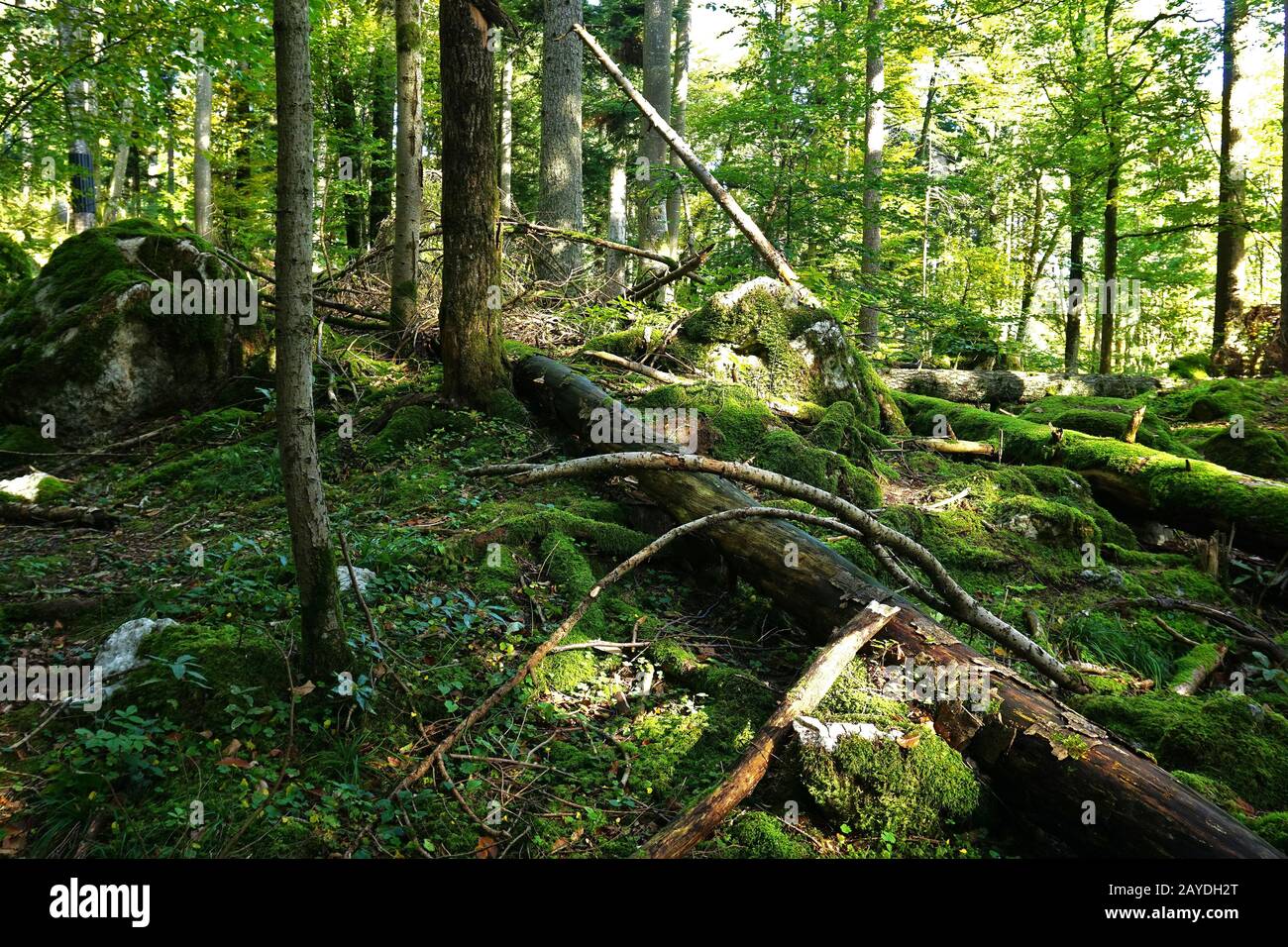 rochers un arbre mort dans la forêt sur l'albe swabian, allemagne Banque D'Images