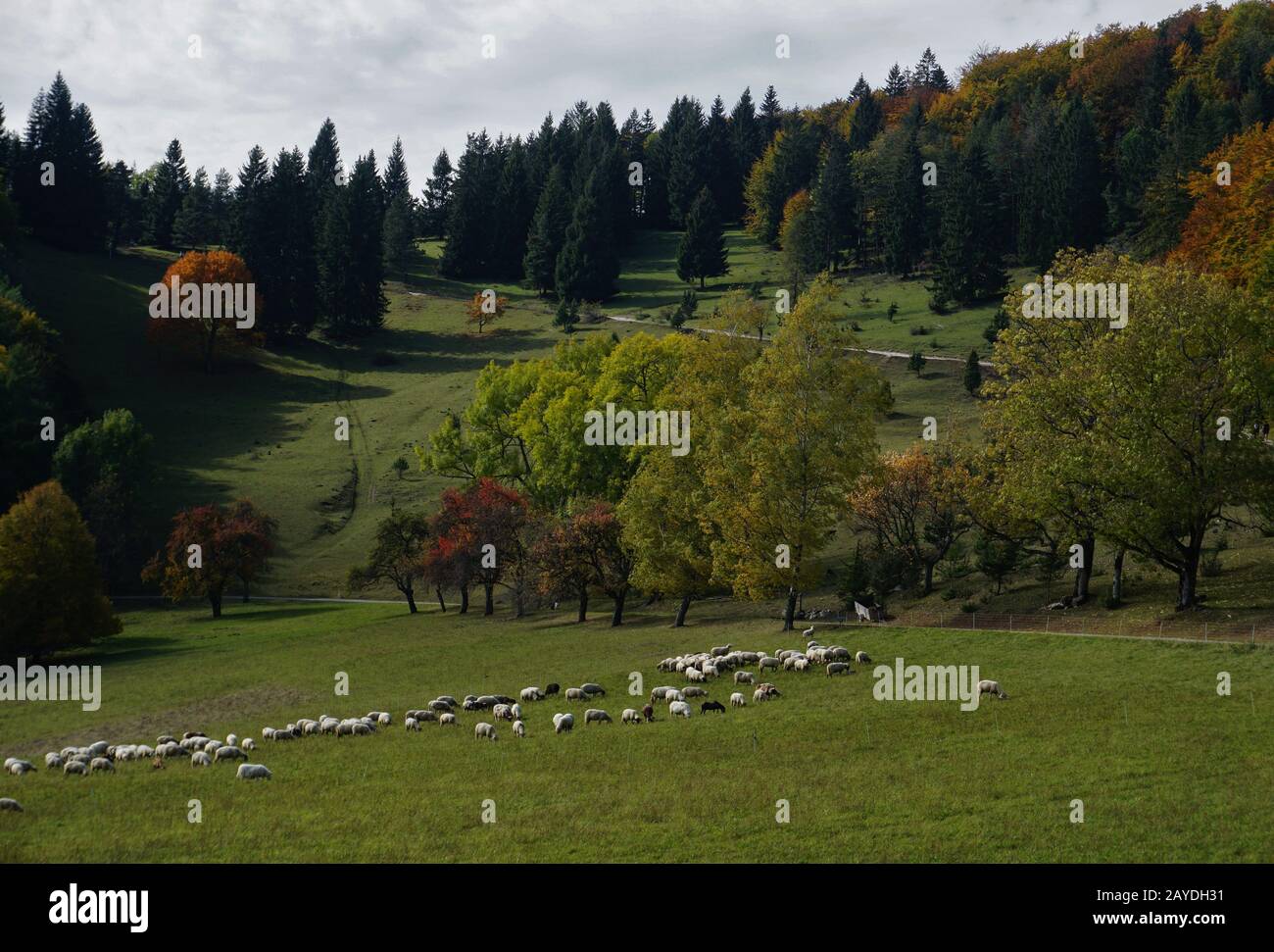 Troupeau de moutons à Lochen, Balinger montagnes, Swabian Alb Banque D'Images