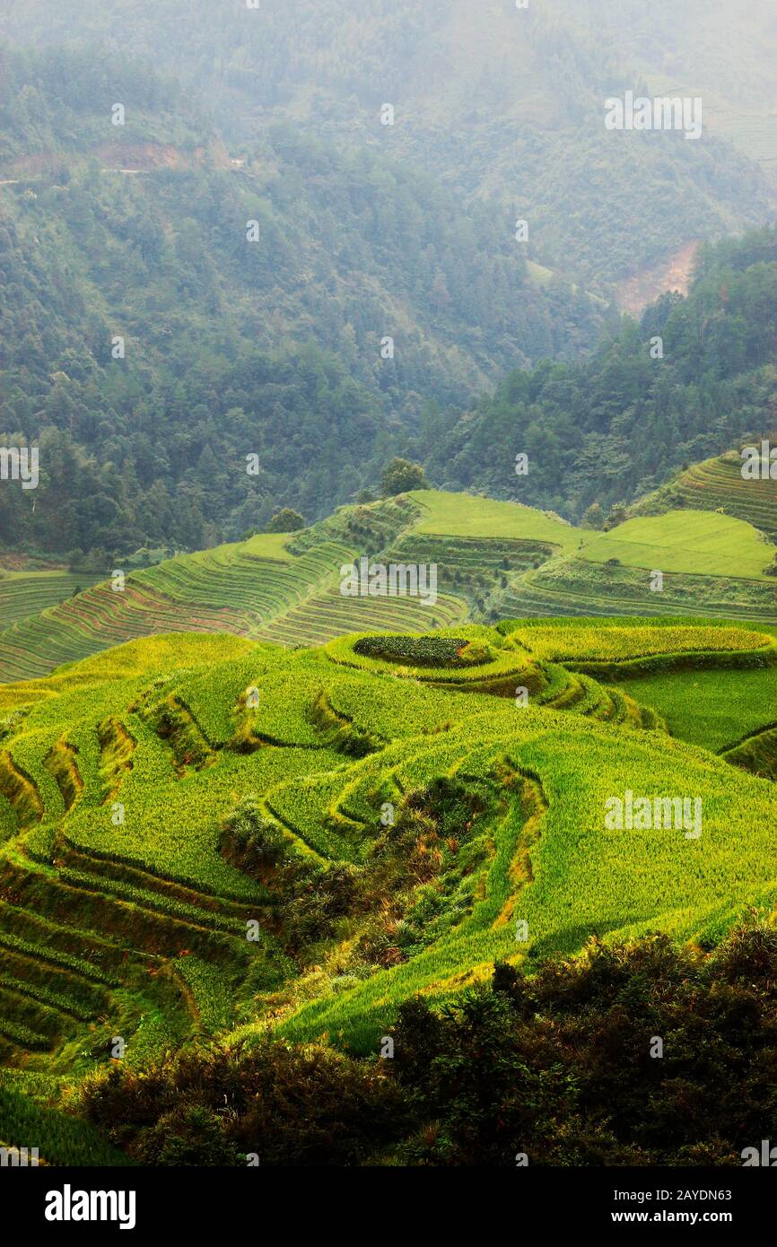 Terrasse rizicole déposée dans la campagne de Dazhai, province de Shanxi, Chine Banque D'Images