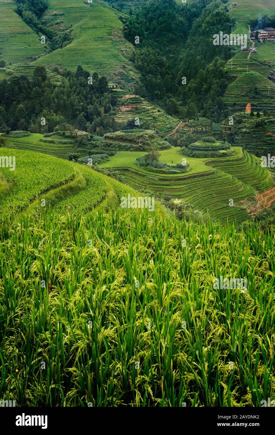 Terrasse rizicole déposée dans la campagne de Dazhai, province de Shanxi, Chine Banque D'Images