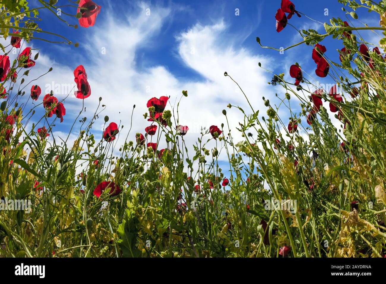 Anemones une belle journée de printemps Banque D'Images