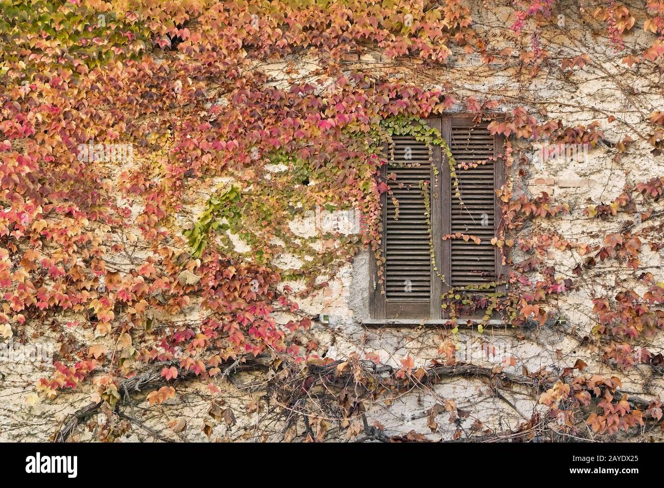 couleurs d'automne de l'ivy qui couvre un vieux mur, parthenocissus tricuspidata Banque D'Images