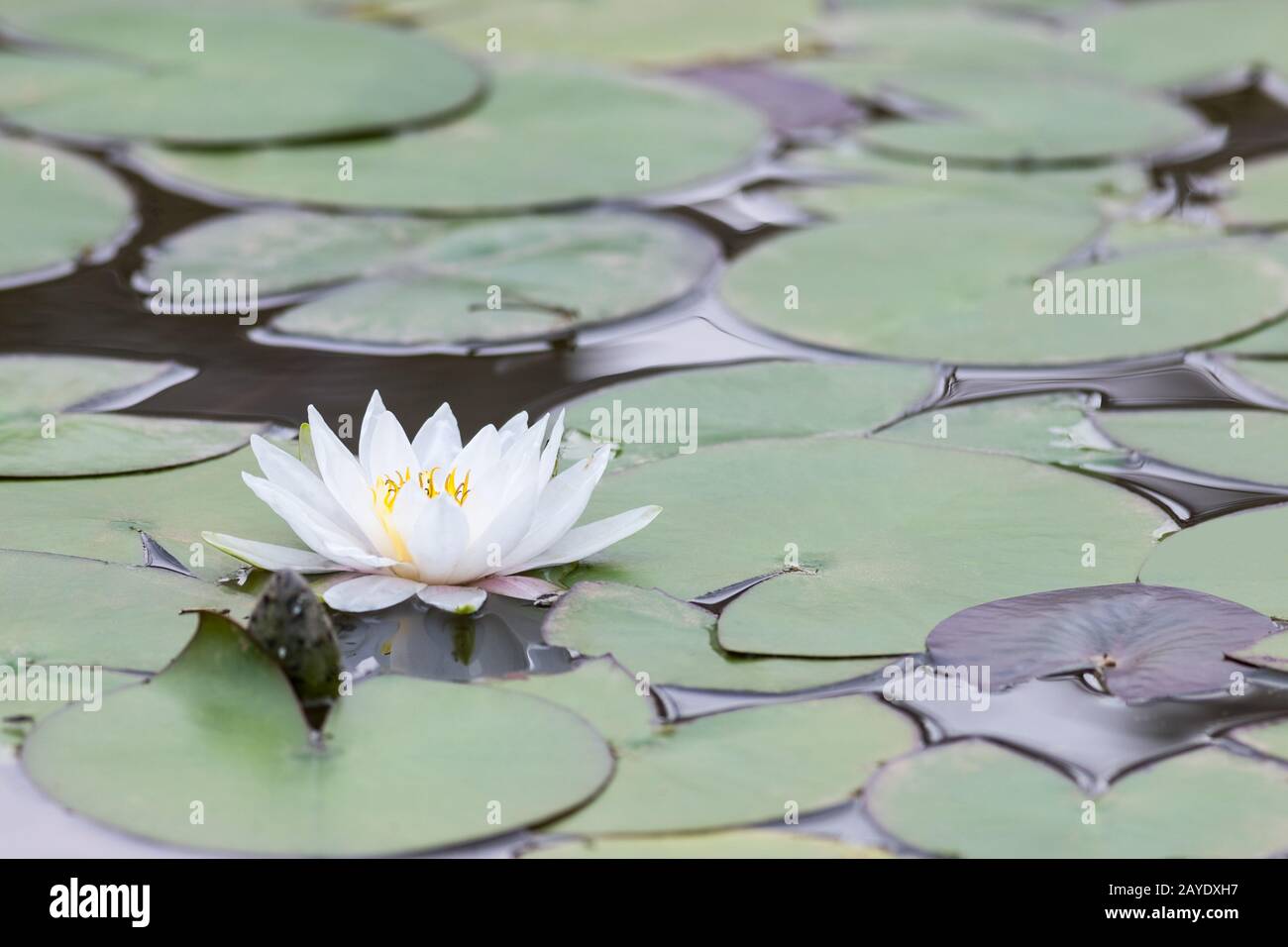 fleur de lys à l'eau blanche Banque D'Images