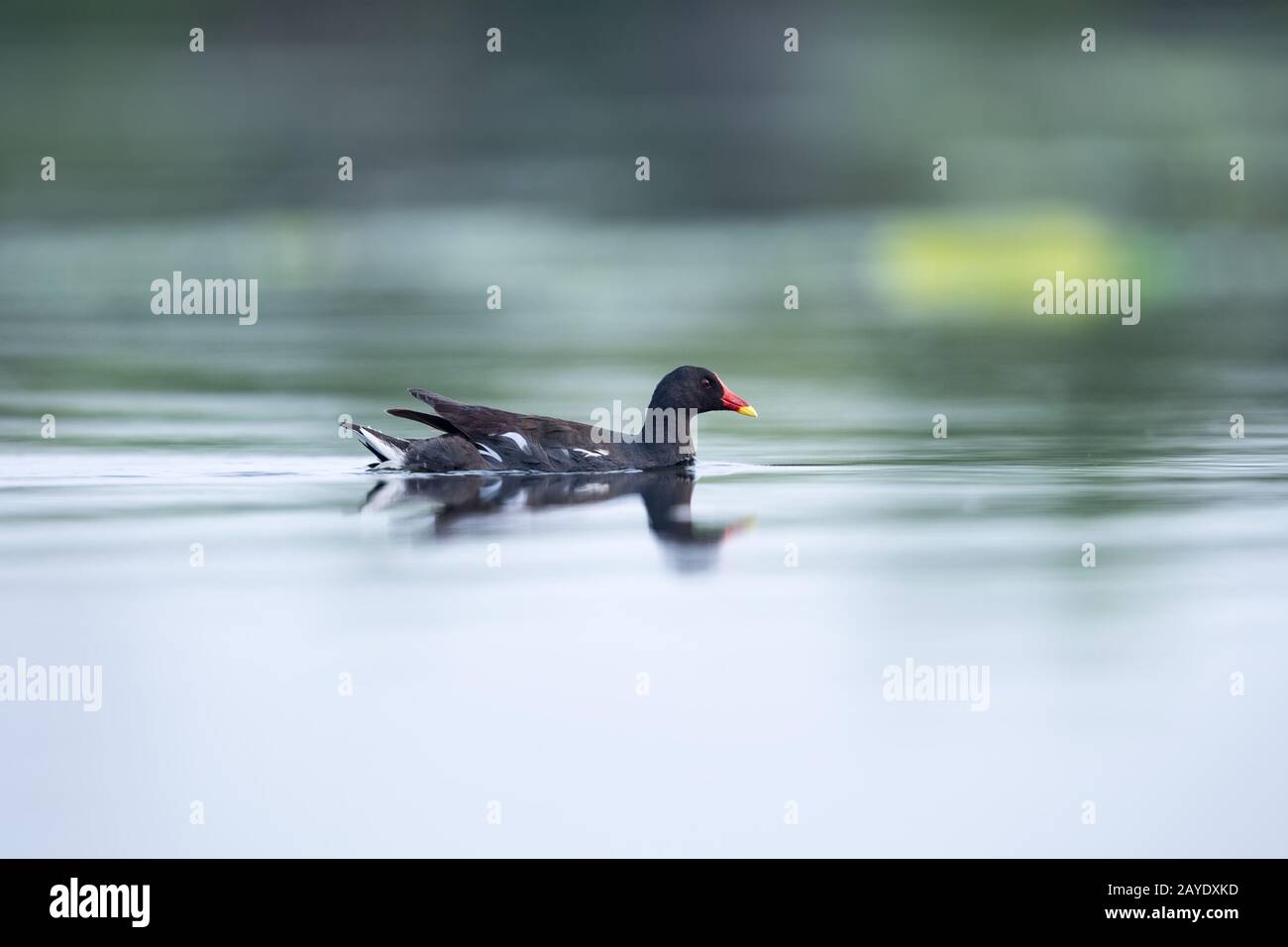 moorhen sur le lac Banque D'Images