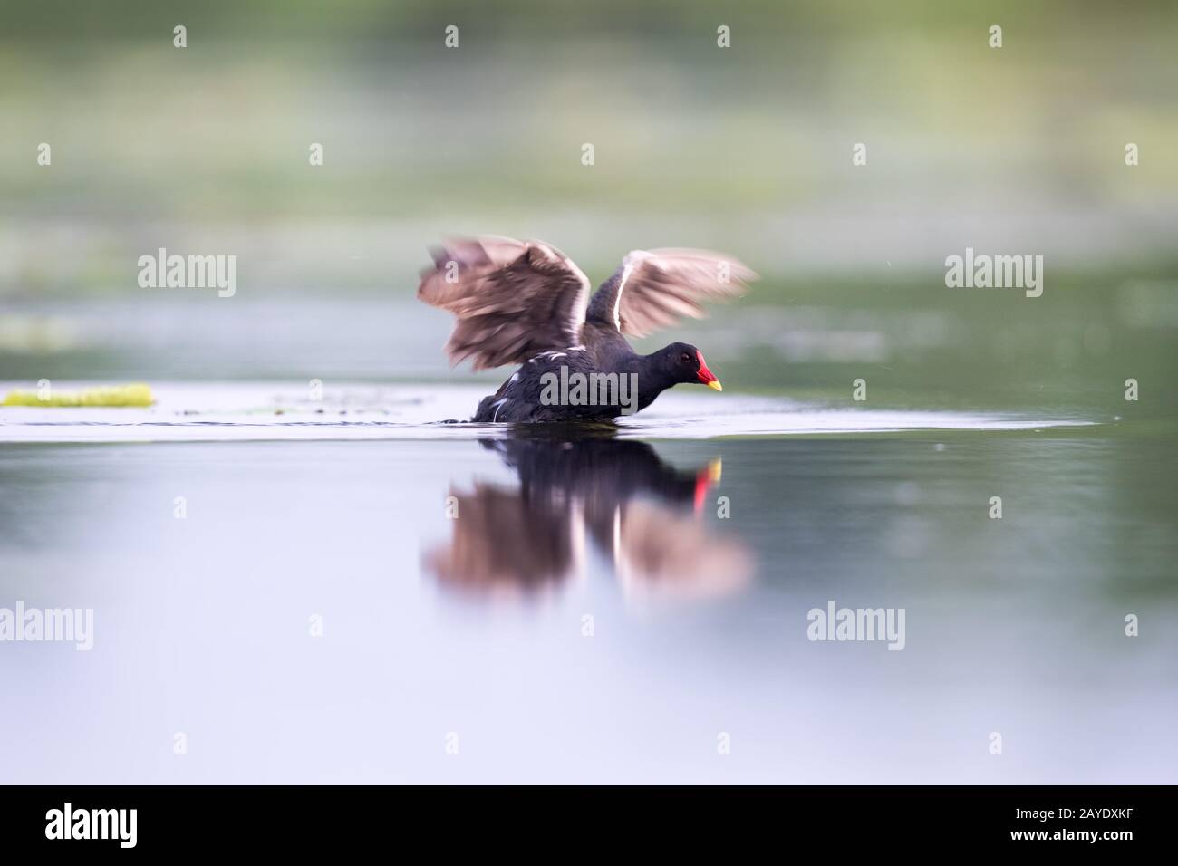 moorhen commun sur le lac Banque D'Images