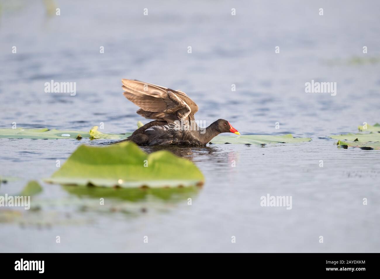 moorhen commun sur le lac Banque D'Images