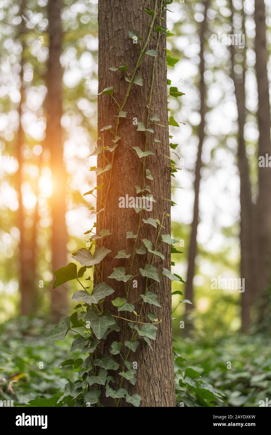 bois et soleil dans un parc calme Banque D'Images