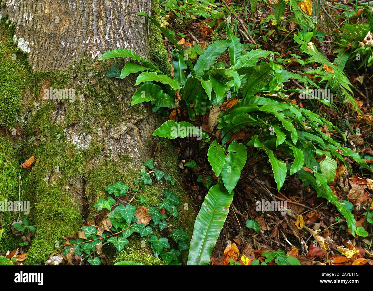 langue hart commune, fern. langue hart Banque D'Images