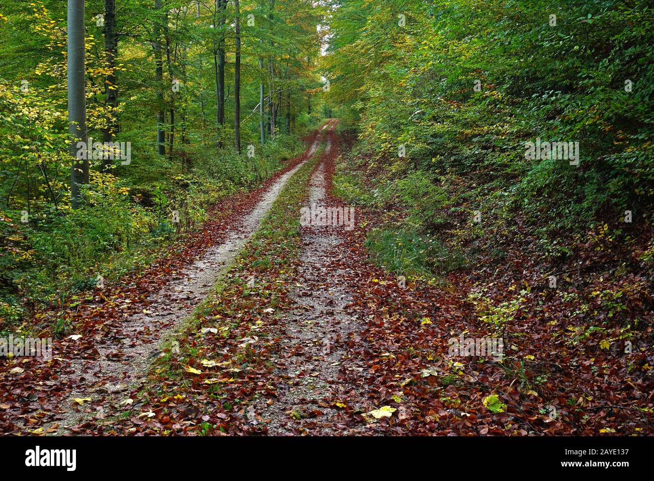 Forêt d'automne, arbres de hêtre le long du chemin de la forêt Banque D'Images