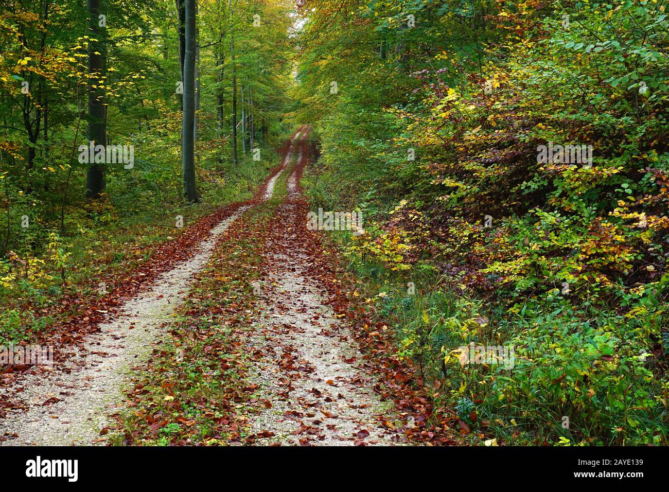 Forêt d'automne, arbres de hêtre le long du chemin de la forêt Banque D'Images