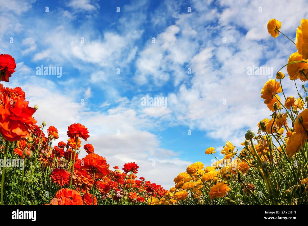 Magnifiques buttertasses fleuris Banque D'Images