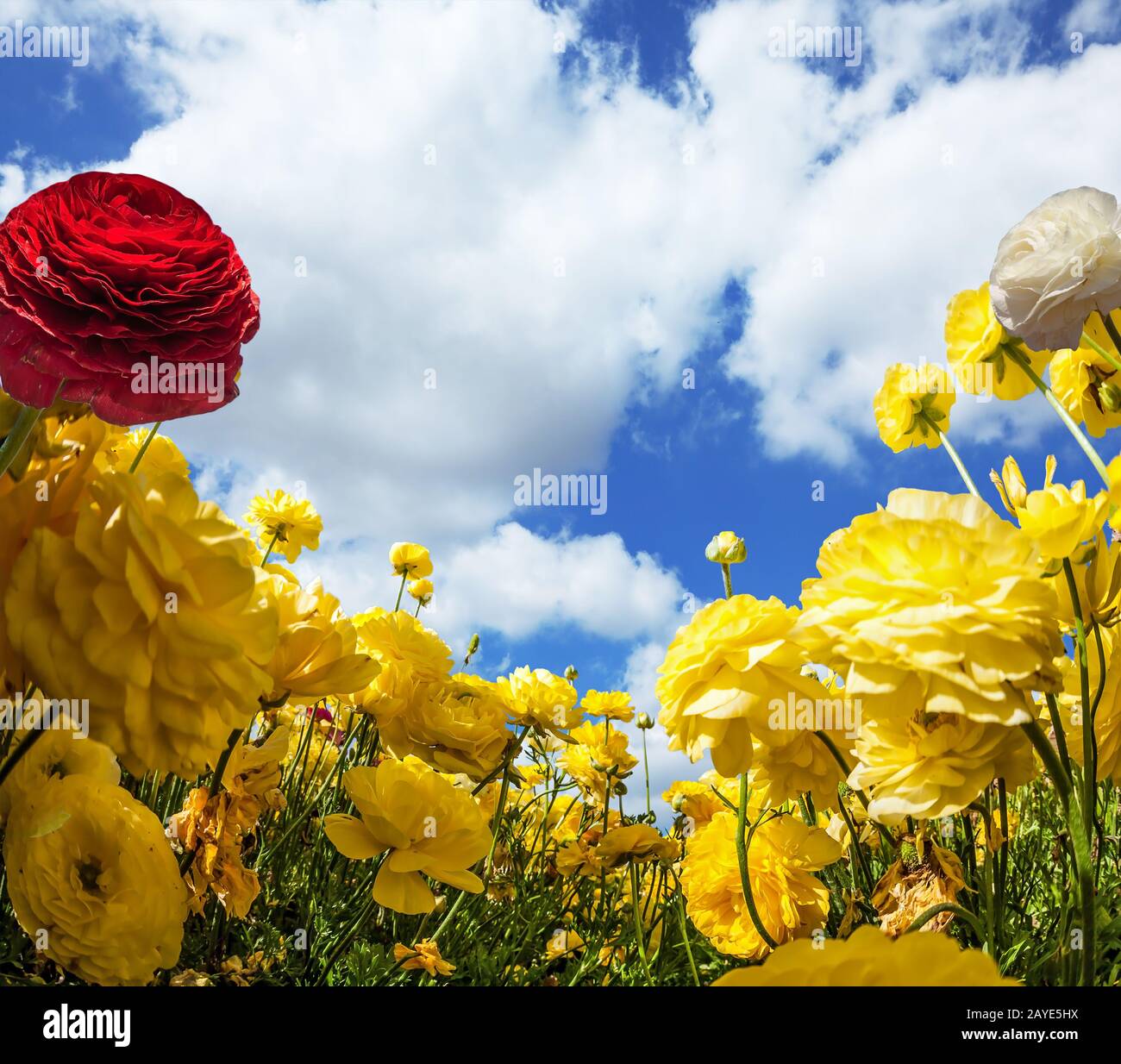 La journée d'été Banque D'Images