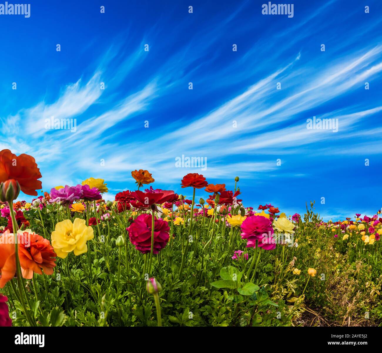 Des buttercups et des nuages de cirrus pittoresques Banque D'Images