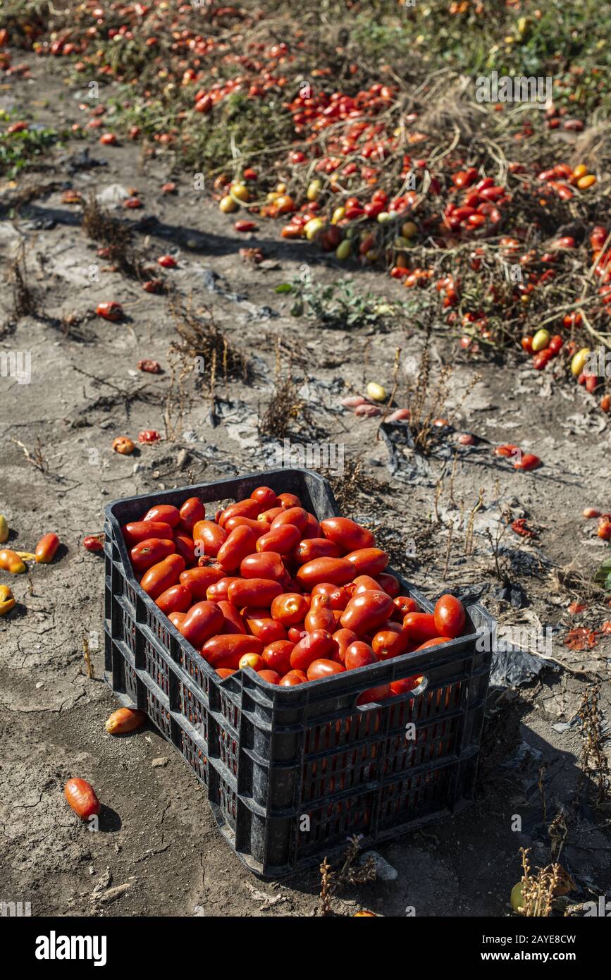 Préparation manuelle de tomates dans des caisses. Ferme de tomates. Variété de tomates pour la conserve. Banque D'Images