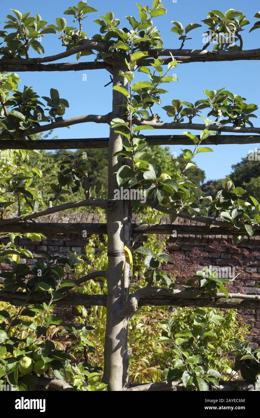 Arbre aux fruits plus espalier Banque D'Images