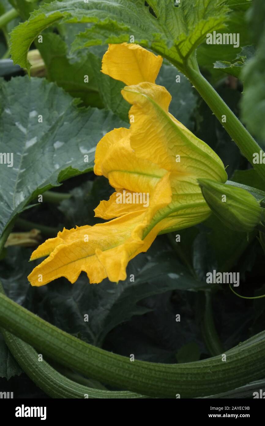 Fleur de courgette Banque D'Images