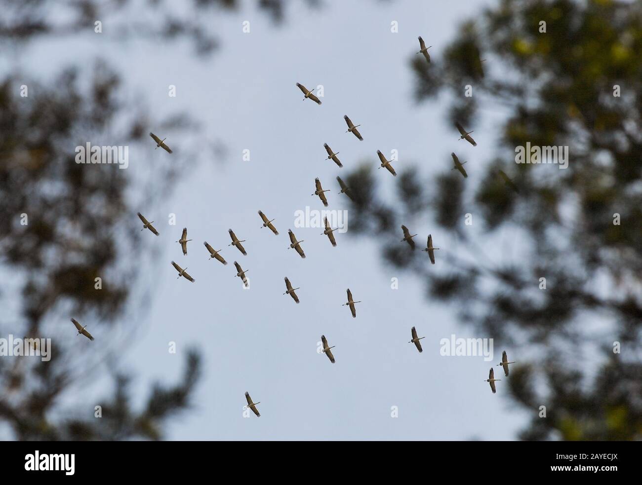 13 février 2020, Brandenburg, Groß Schönebeck : des grues (Grus gris) volent dans le ciel bleu au-dessus des sommets des arbres dans le Schorfheide. Les vastes champs et prairies du Brandebourg fournissent des lieux de repos pour des milliers d'oiseaux migrateurs chaque année au printemps et en automne. La culture chinoise considère la grue comme un symbole de longévité et de bonheur. En raison de son vol élevé, la grue était considérée comme un médiateur entre le ciel et la terre. Photo : Patrick Pleul/dpa-Zentralbild/ZB Banque D'Images