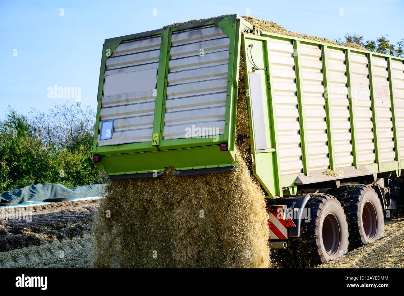 Récolte de maïs, activité agricole pour la saison de récolte Banque D'Images Récolte de maïs, activité agricole pour la saison de récolte Banque D'Images