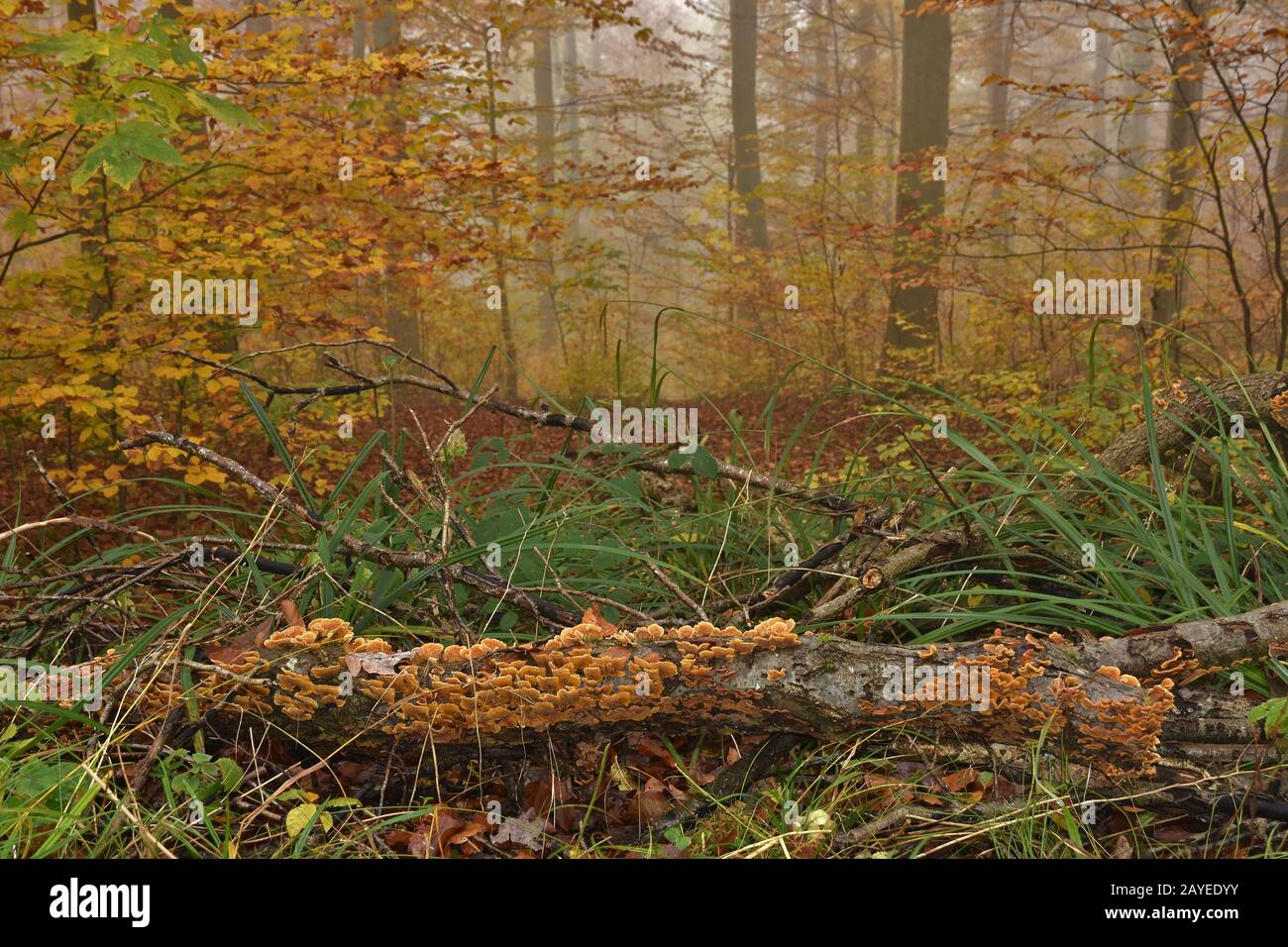 Branche avec support arc-en-ciel dans la forêt d'automne, de brume, Banque D'Images