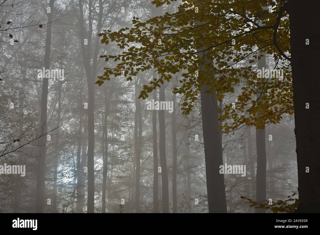 Brouillard dans la forêt d'automne Banque D'Images