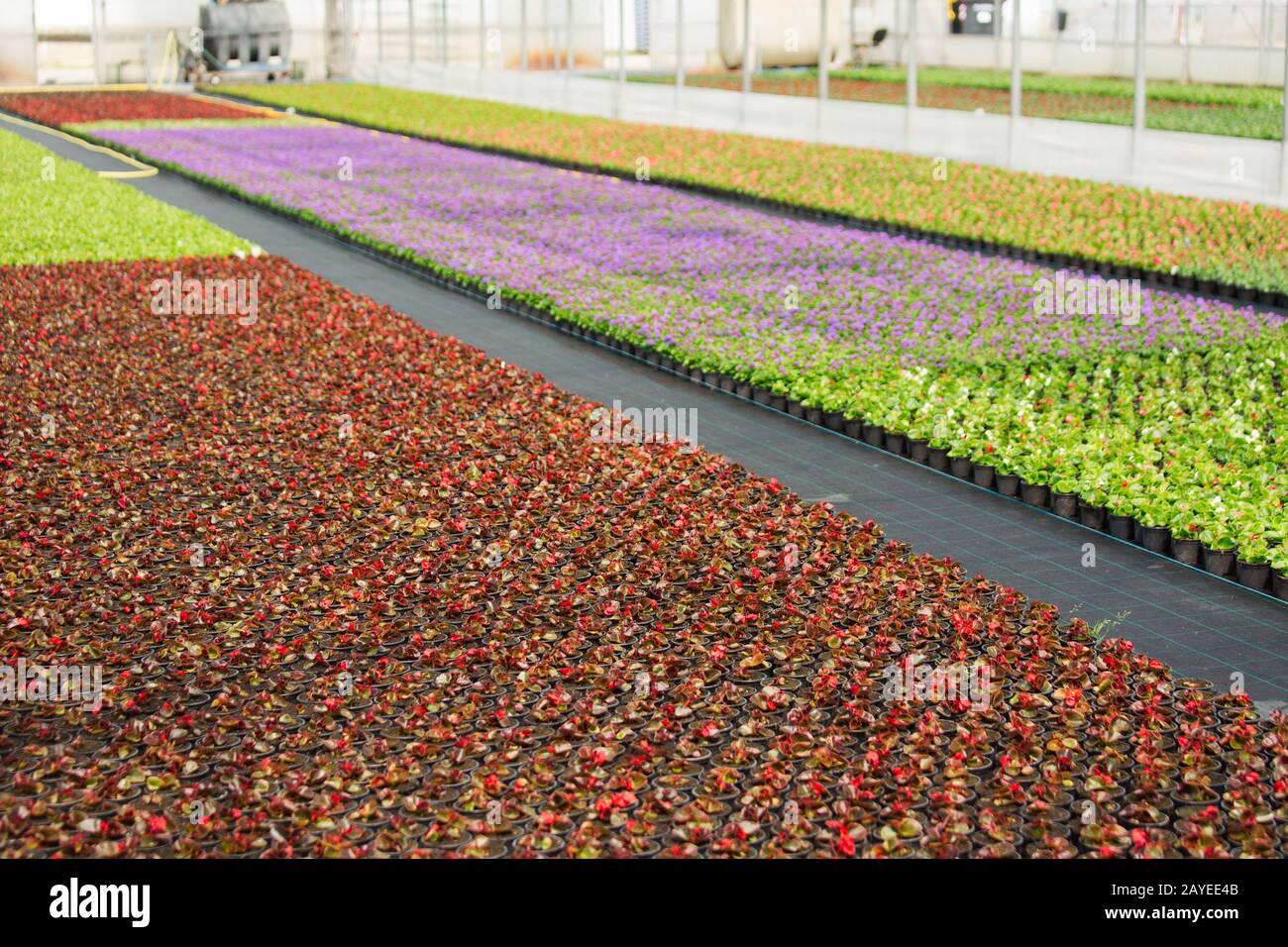 Serres pour la culture de fleurs. Industrie floricole Banque D'Images