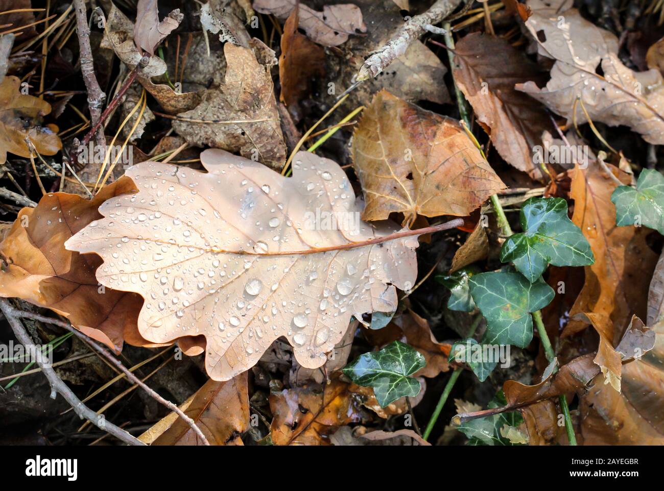 des feuilles de chêne humide se trouvent sur le sol forestier Banque D'Images