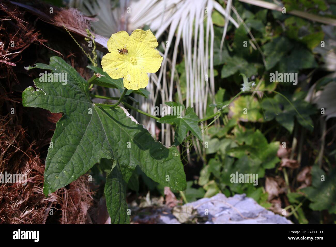 Éponge gourd, concombre égyptien ou luffa vietnamien (Luffa aegyptiaca, Syn. Luffa cylindrica) Banque D'Images