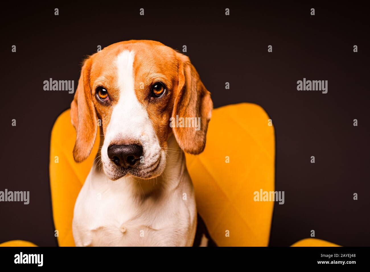 Un chien beagle est assise sur un fauteuil jaune devant un fond noir. Mignon chien sur les meubles, l'espace de copie sur la droite Banque D'Images