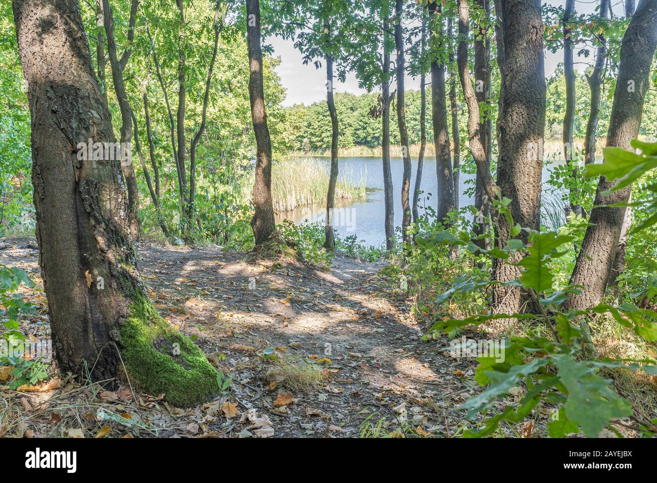 Parc près du lac Sovinac près de Zajecar un lieu de pêche populaire Banque D'Images