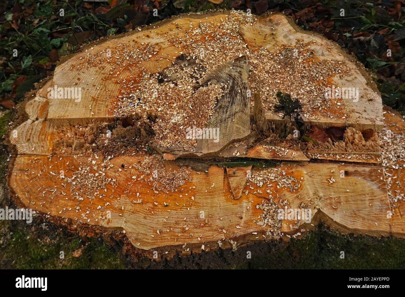 souche d'arbre après abattage d'arbre Banque D'Images