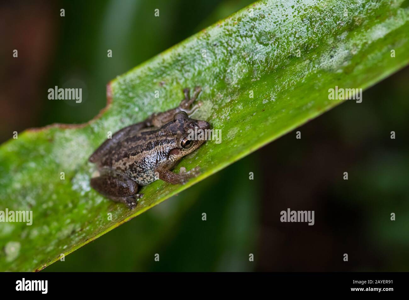 Grenouille d'arbre - Scinax quinquefasciatus, belle petite grenouille des forêts andines, pavillon Sumaco sauvage, Équateur. Banque D'Images