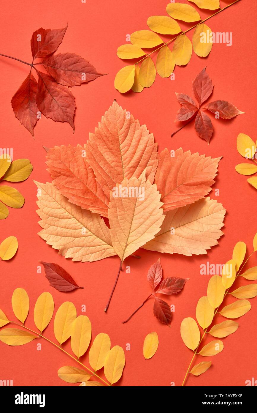 Composition multicolore à partir de feuilles d'automne sur un fond de corail. Banque D'Images