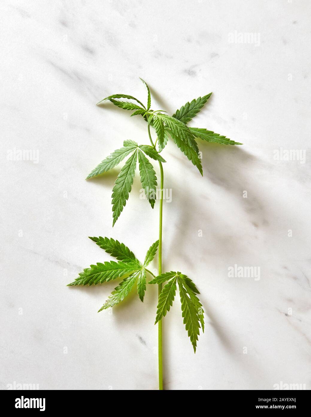 Branche de feuilles de cannabis biologique. Banque D'Images