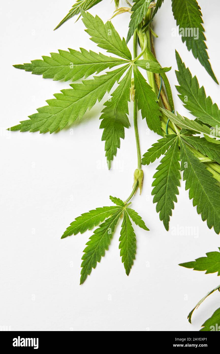 Branche de feuilles de marijuana naturelles. Banque D'Images