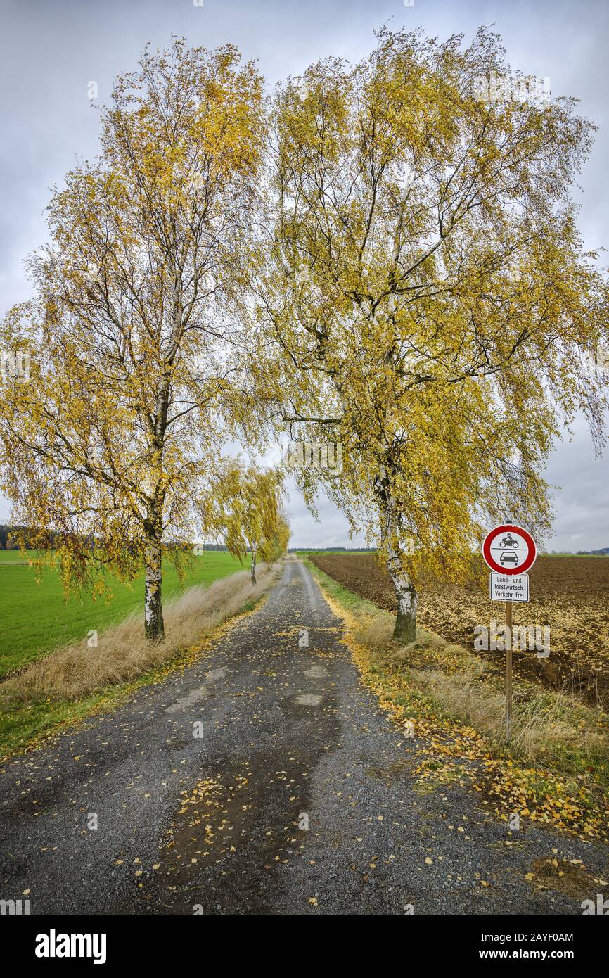 Sentier de campagne et de forêt d'automne Banque D'Images