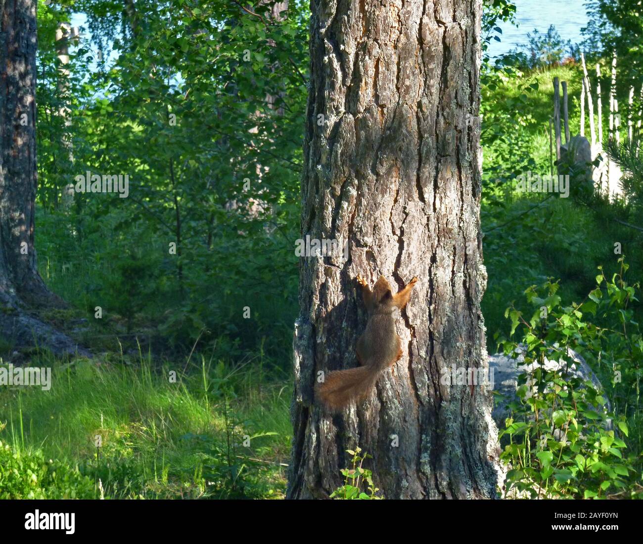 l'écureuil monte vers le haut sur une tige d'arbre dans la forêt de printemps Banque D'Images
