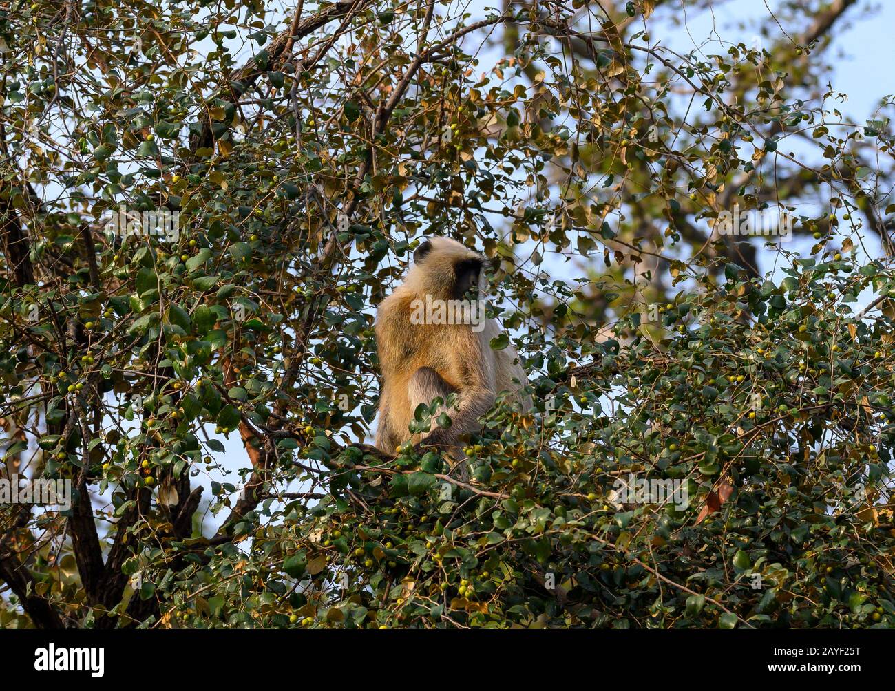 Singe Gris De Langur Dans Le Parc National De Ranthambore, Inde Banque D'Images